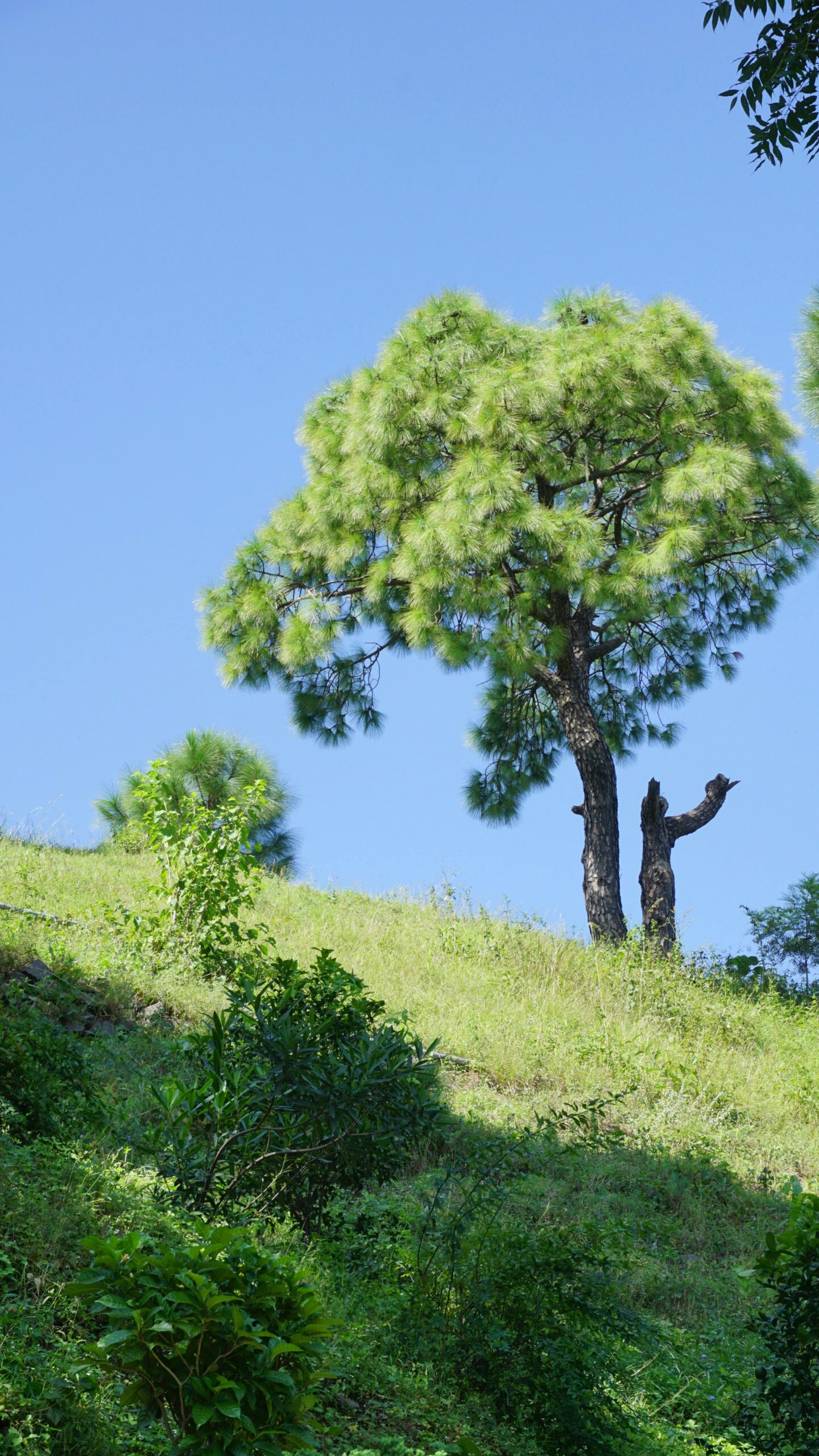 Beautiful evergreen tree on a sunlit hillside under a clear blue sky.
